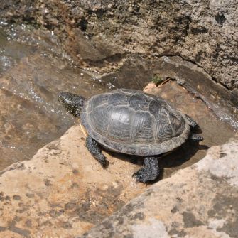 Sköldpadda på väg ner i Donau.